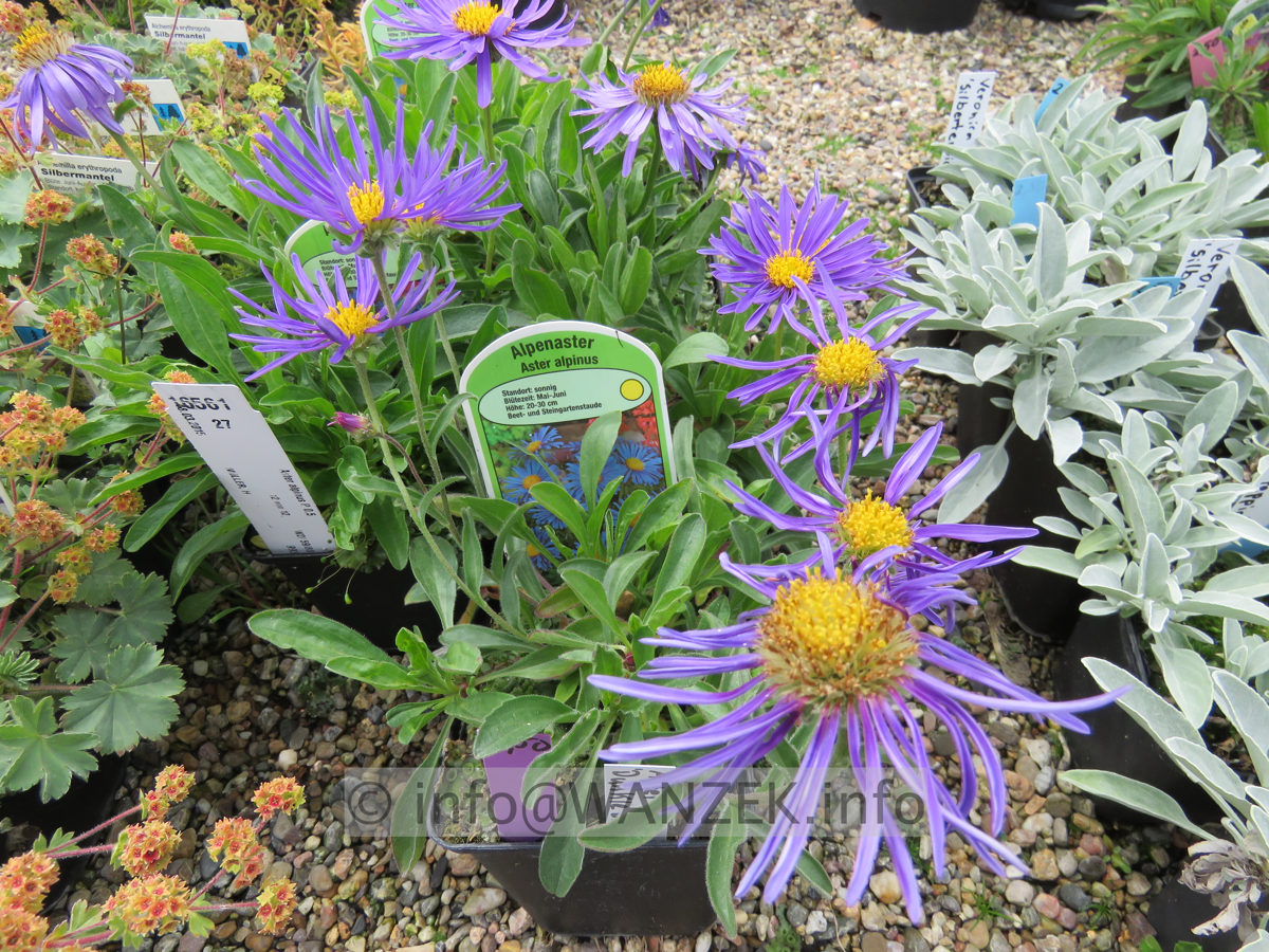 Aster alpinus Dunkle Schoene.JPG